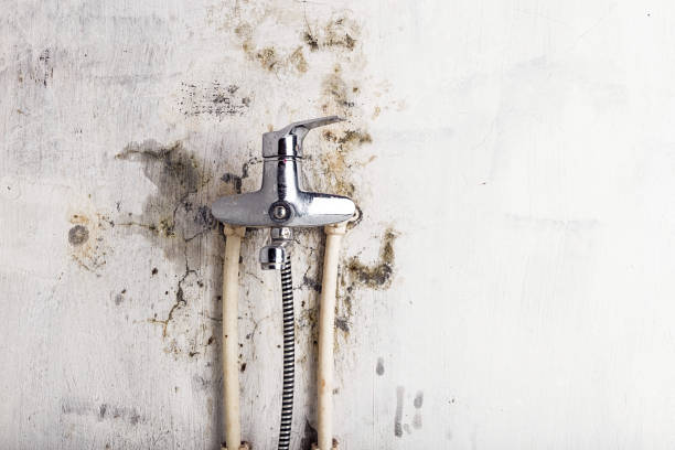 Best Affordable Mold Removal  in City View, SC