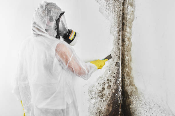 Best Mold Removal Company Near Me  in City View, SC