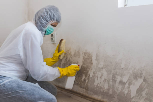 Best Local Mold Removal Service  in City View, SC