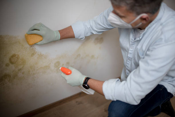 Best Professional Mold Removal  in City View, SC