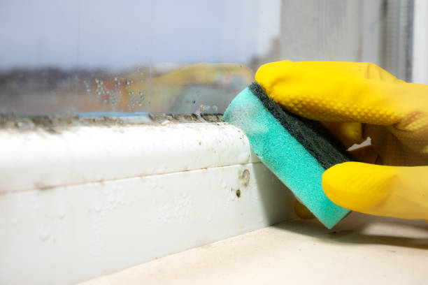 Best Mold Testing  in City View, SC