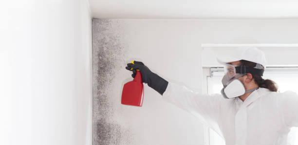 Best Best Mold Removal Companies  in City View, SC