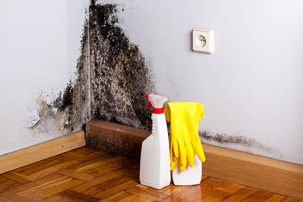 Best Mold Removal Near Me  in City View, SC