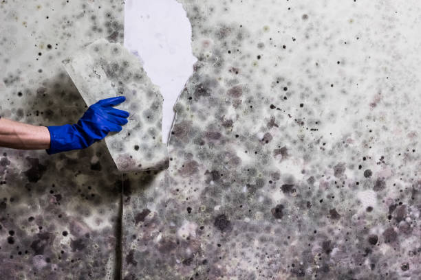 Professional Mold Removal in City View, SC